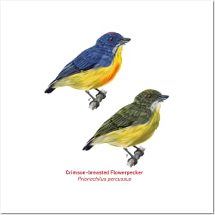 Crimson-breasted Flowerpecker | Prionochilus percussus ⚥ Posters and Art